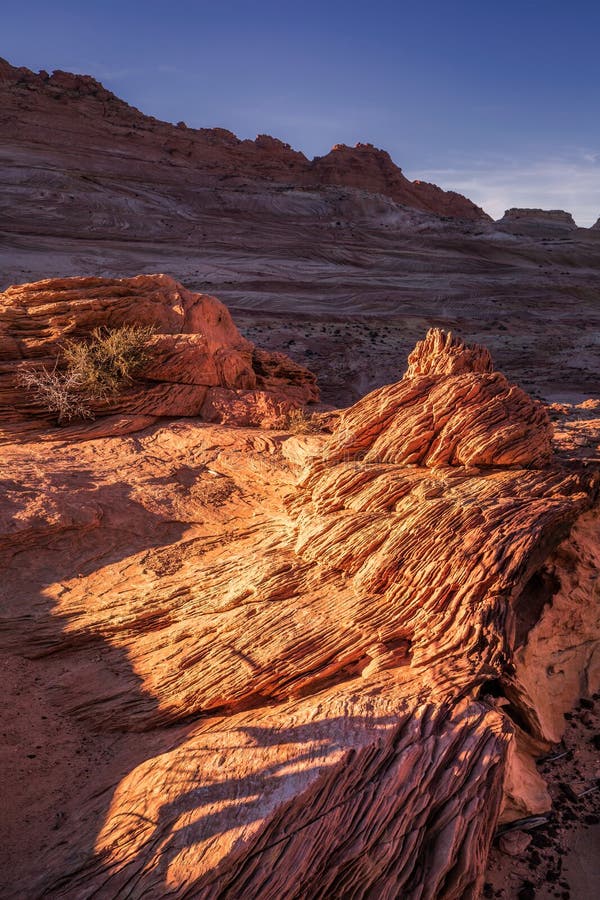 The Wave Arizona stock image. Image of navajo, coyote - 117878349