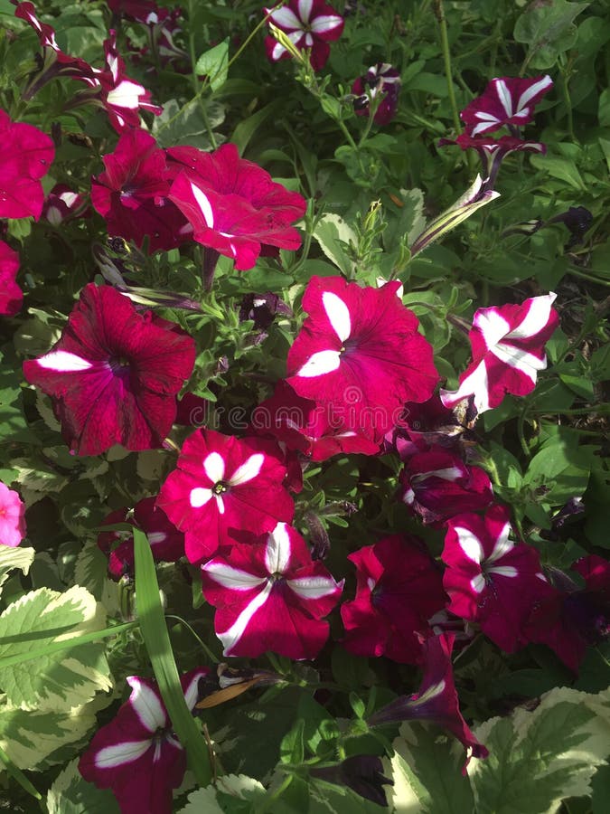 Wave petunias stock photo. Image of wave, petunias, striped 95932296