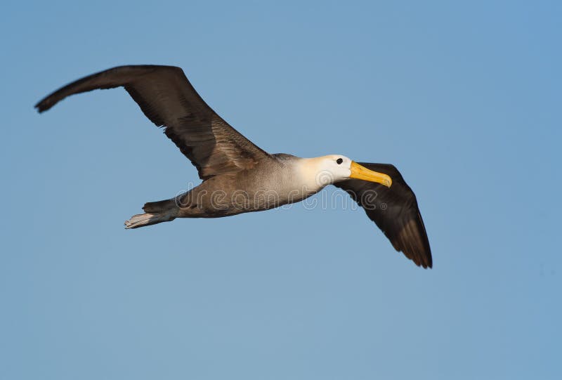 Waved albatross in Galapagos royalty free stock image Waved albatross in Galapagos royalty free stock image