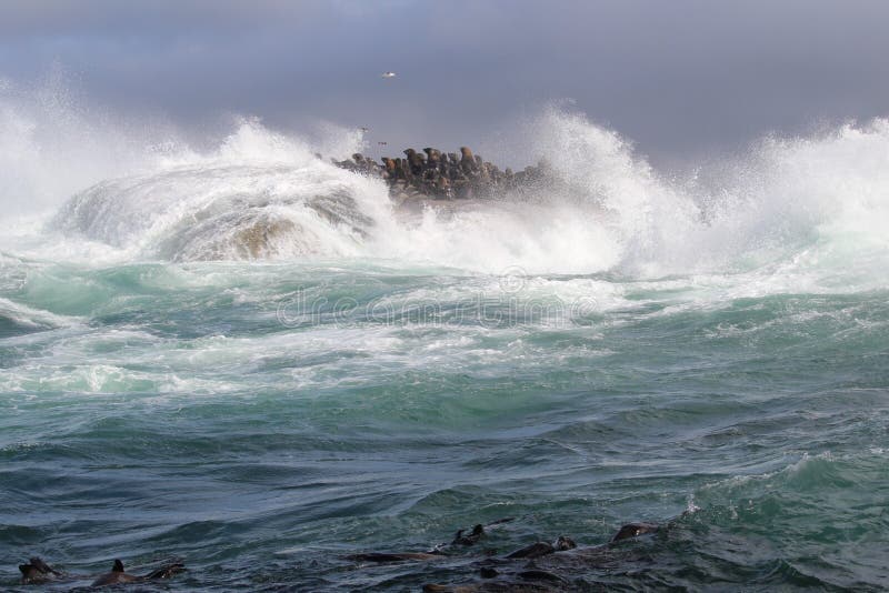 Waves crashing on rocks with sea lions in the storm in South Africa