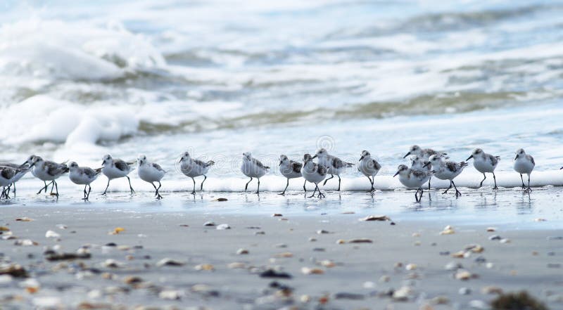 Waves and Many Shorebirds royalty free stock photography Waves and Many Shorebirds royalty free stock photography