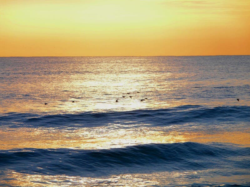 Gli uccelli volano tra le onde del mare durante il tramonto.