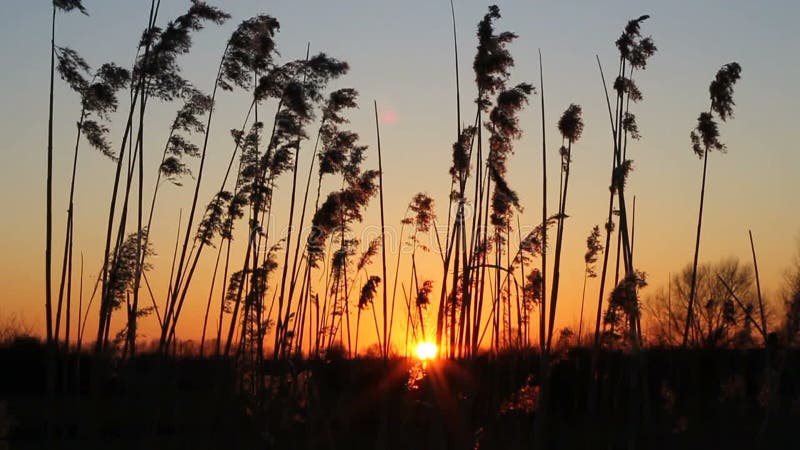 Waving reed