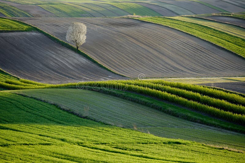 Download Wavy Fields, Fairy-tale Patterns Stock Photo - Image of fairytale, ghjhfgh: 106782490