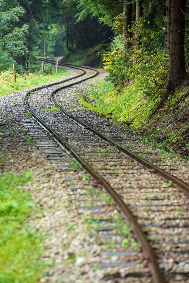 Wavy log railway tracks in wet green forest with fresh meadows