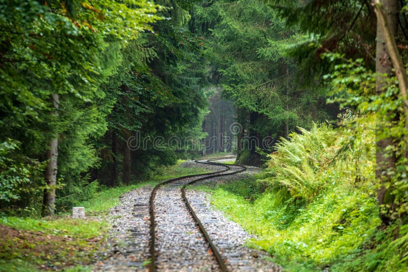 Zvlnené zrubové železničné trate v mokrom zelenom lese so sviežimi lúkami