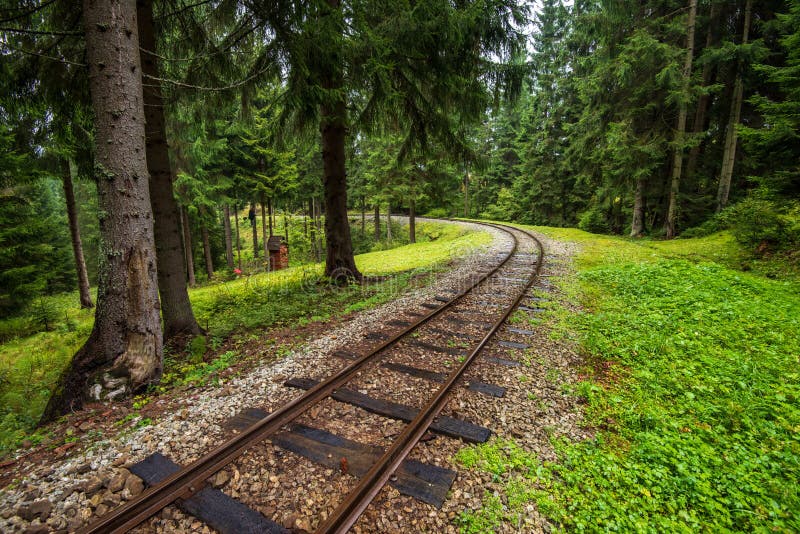 Zvlnené zrubové železničné trate v mokrom zelenom lese so sviežimi lúkami