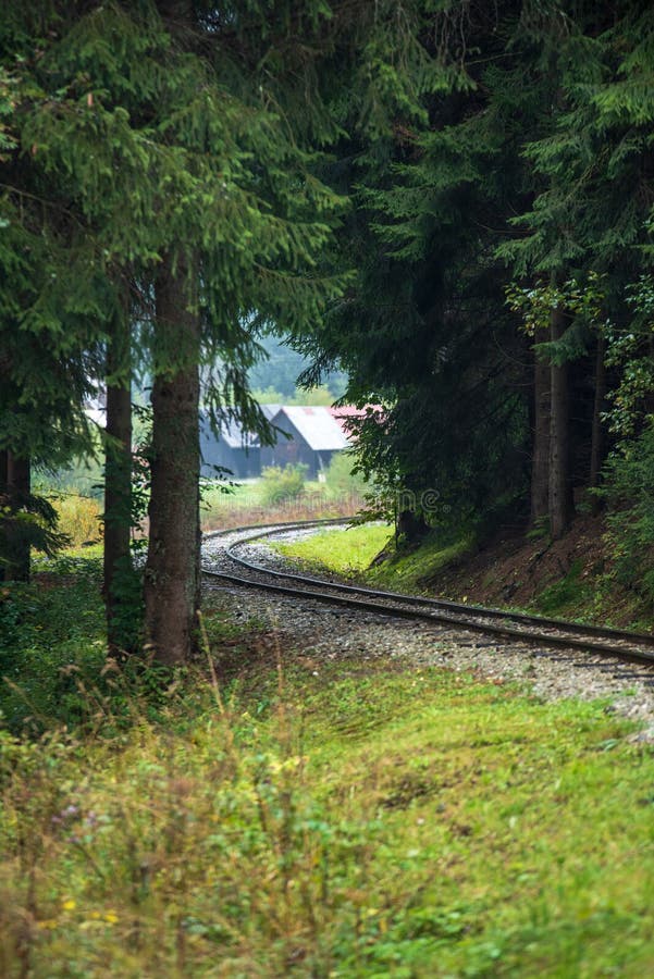 Zvlnené zrubové železničné trate v mokrom zelenom lese so sviežimi lúkami