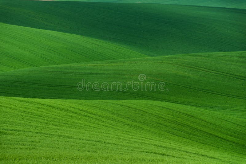 Wavy summer rural landscape in green color. Natural Green Background texture. Green moravian spring undulating fields of crops royalty free stock photos Wavy summer rural landscape in green color. Natural Green Background texture. Green moravian spring undulating fields of crops royalty free stock photos