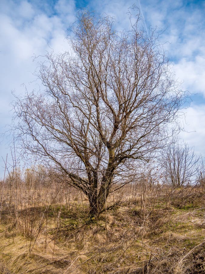 Wavy, winding tree with blue sky in the background stock photos