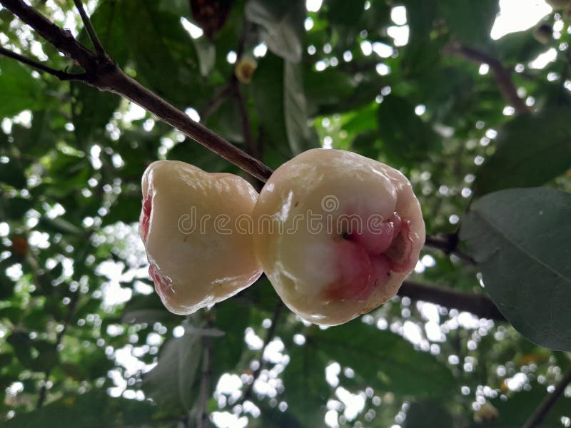 Wax apple, java apple, rose apple, or wax jambu fruits in the tree.