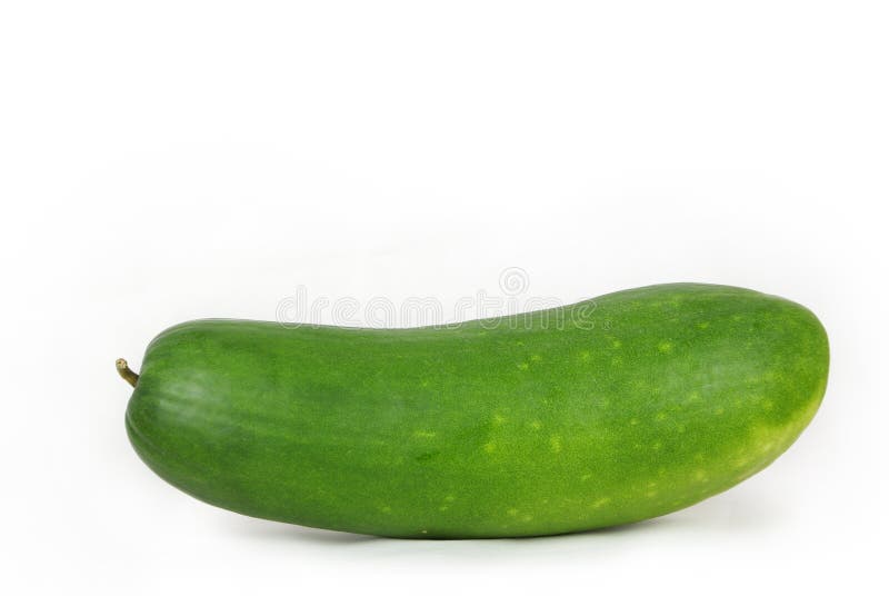 Wax gourd stock photo. Image of chalkumra, life, garden 31608522
