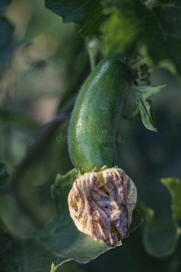 Wax Gourd Also Called Ash Gourd Stock Image Image of early, bush 171576383