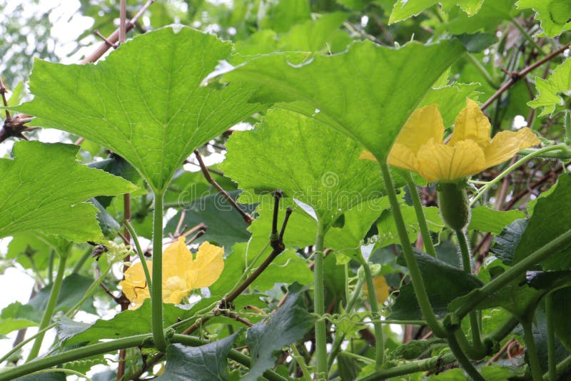 Wax gourd flower on farm stock image. Image of leaf 257363077