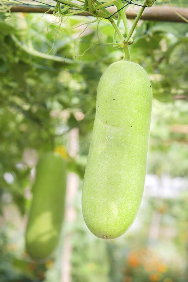 Wax gourd in a garden stock photo. Image of food, hispida 36269030