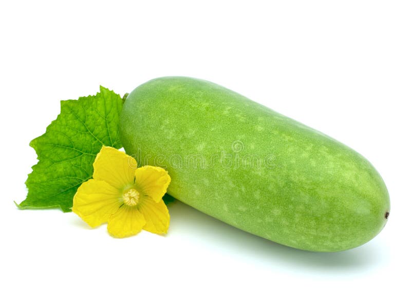 Wax gourd stock photo. Image of green, chinese, autumn 31608506