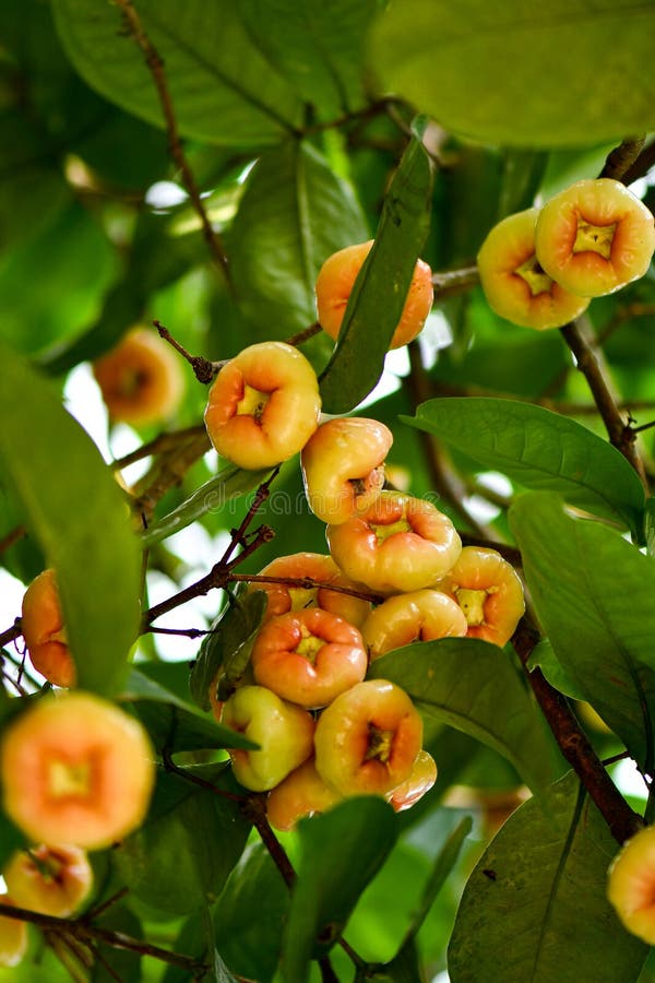 Wax Jambu Fruits grown on tree