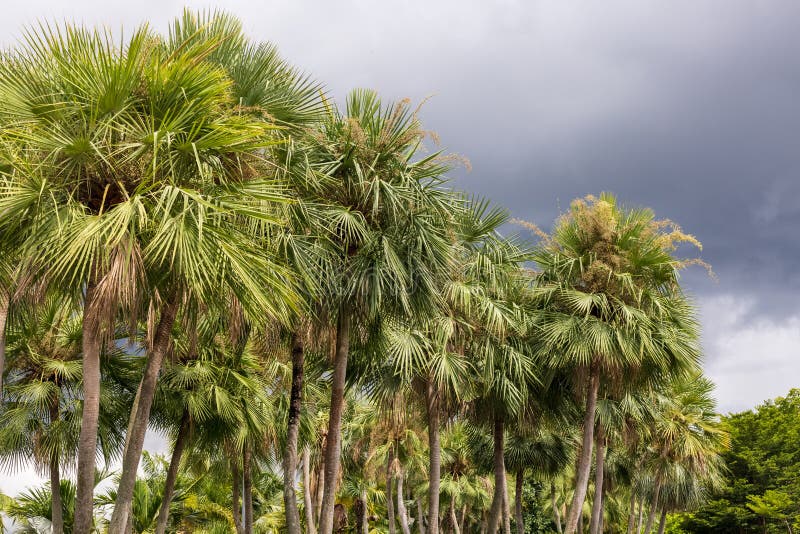 Wax palm or Carnauba , plant native in the northeastern Brazil