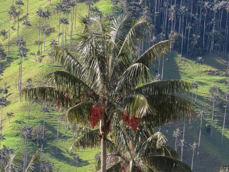 The wax palm in Colombia royalty free stock images