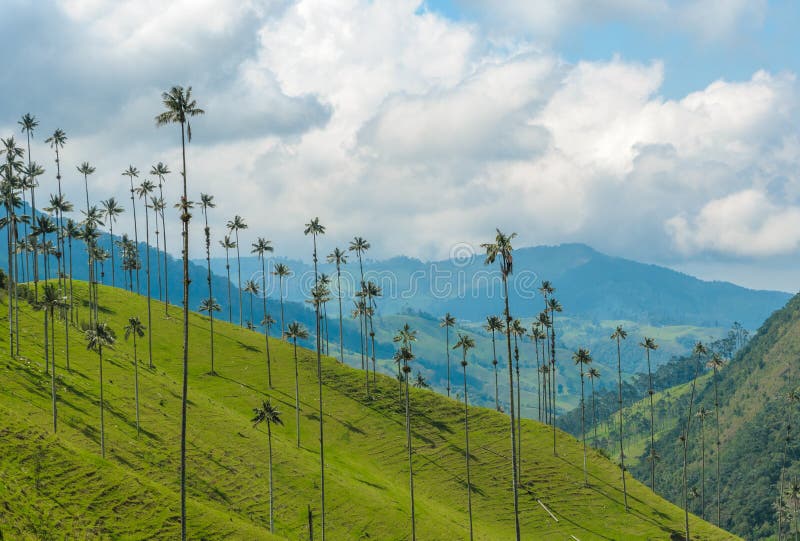 Wax Palm Trees of Cocora Valley, Colombia Stock Photo Image of
