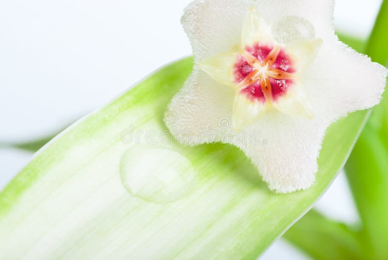 Wax plant stock image. Image of beauty, macro, green 19795701