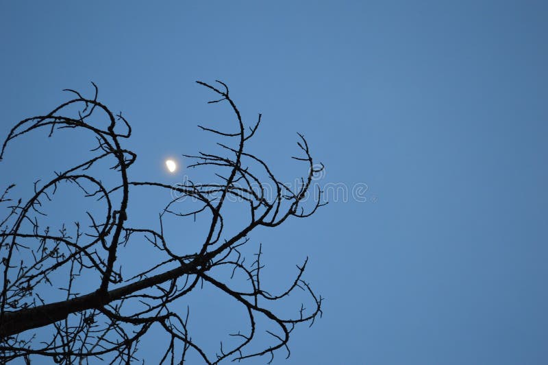 Download Waxing gibbous moon 1 stock image. Image of early, blue - 100820849