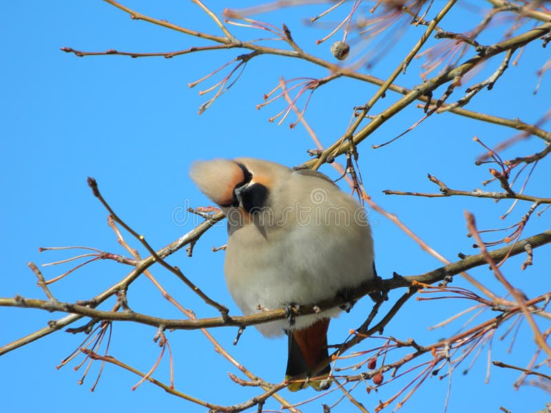 Waxwing stock image. Image of waxwing, nature, blue, branches - 99606755