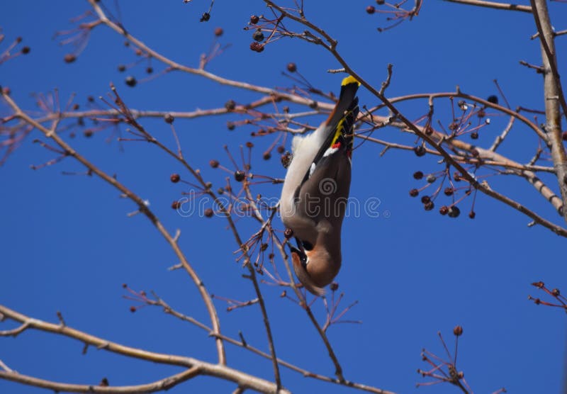 Waxwing Bird Eating Berries Upside Down on Tree Branches in Spring Garden Stock Photo Image of
