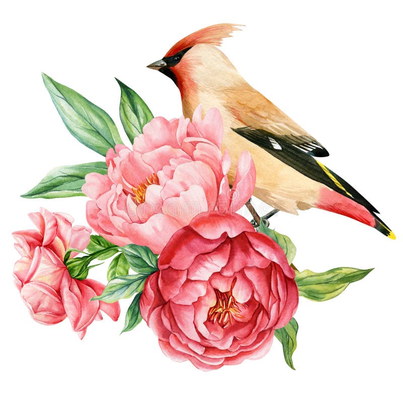 Waxwing Bird Peonies ανθέων υδατοχρωματισμός ελατήριο απεικόνιση βοτανικής ζωγραφικής με το χέρι ζωγραφισμένη φυσική τέχνη απομονω στοκ φωτογραφίες