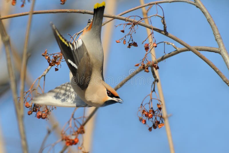 Waxwing takeoff from rowan-tree