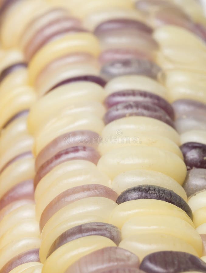 Waxy corn stock photo. Image of health, natural, vegetarian 42650392