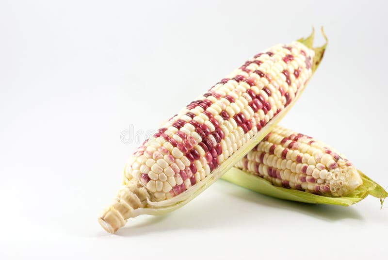 Waxy corns on a white background, space for text