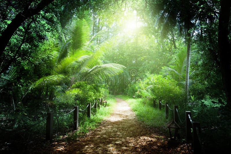 Way in jungle of Seychelles islands. Seychelles stock images, royalty-free photos and pictures