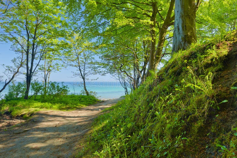 Forma sobre el el mar de acuerdo a verde caduco Bosque verano naturaleza verde.