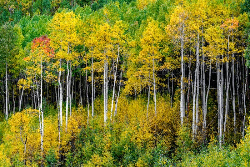 Wałkoni się dzwonu las - Colorado jesieni spadku osikowi kolory