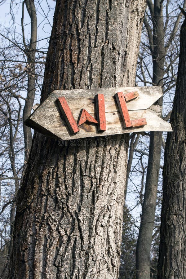 Woodpecker tongue twister stock photo. Image of woodpecker - 44523972