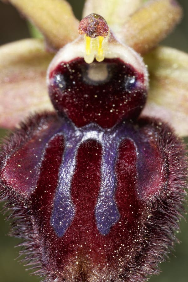 Wczesna spiderorchid w cape kamenjak obraz royalty free