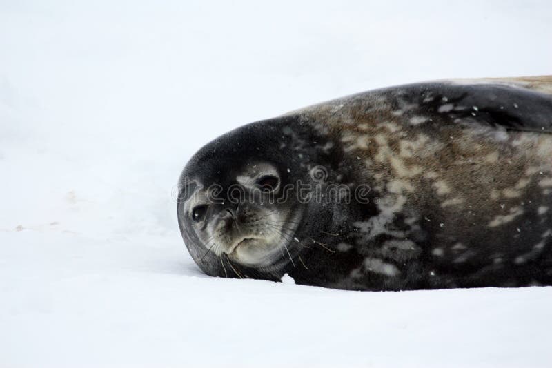 The Detaille Island is a small island north of the Arrowsmith Peninsula on the west side of the Grahamlands in the north of the Antarctic Peninsula. The Detaille Island is a small island north of the Arrowsmith Peninsula on the west side of the Grahamlands in the north of the Antarctic Peninsula.