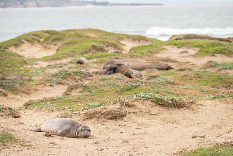 Weanling in Northern Elephant Seal colony, Ano Nuevo State Park, CA