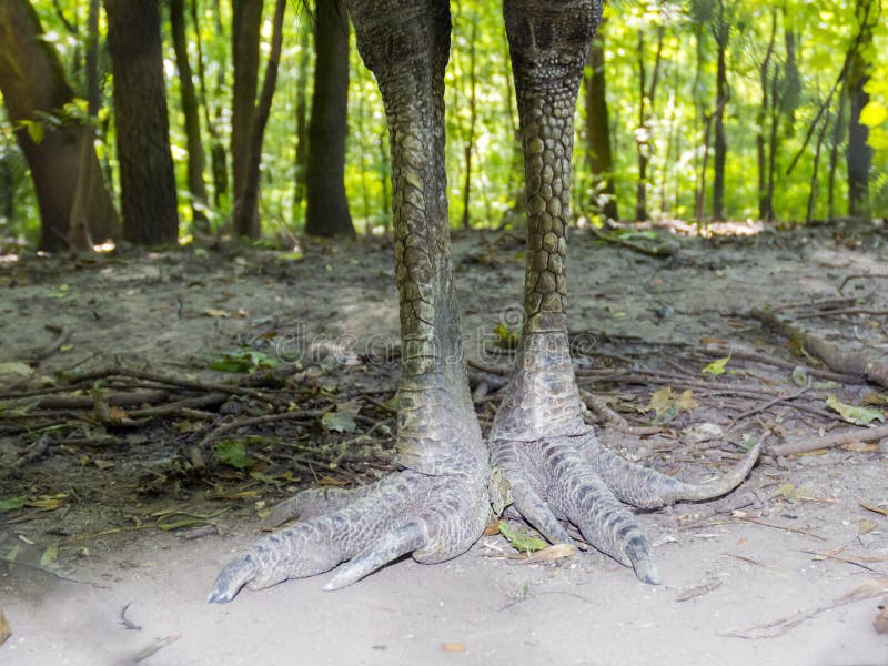 Weapon of a southern cassowary (Casuarius casuarius) stock image