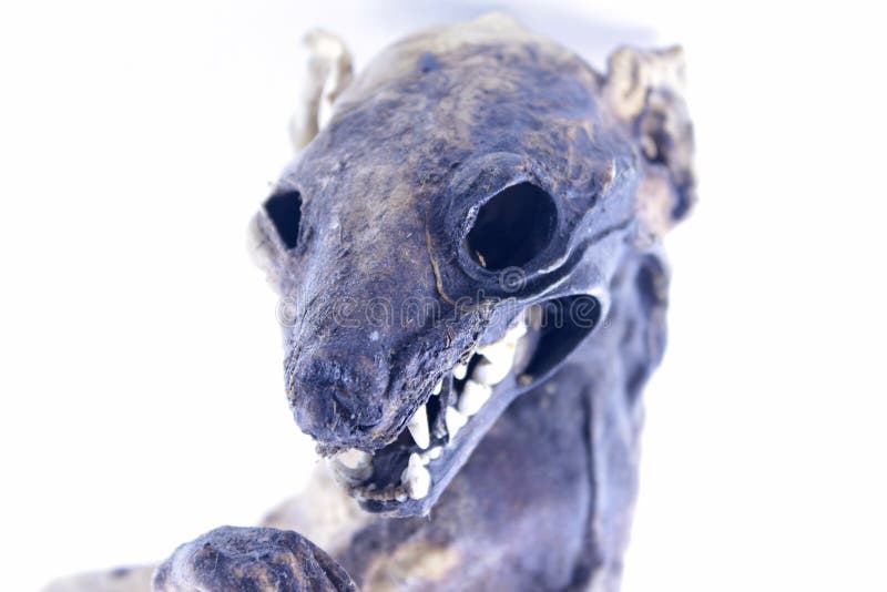 Download Weasel stock photo. Image of bone, snout, mammal, carrion - 91079234
