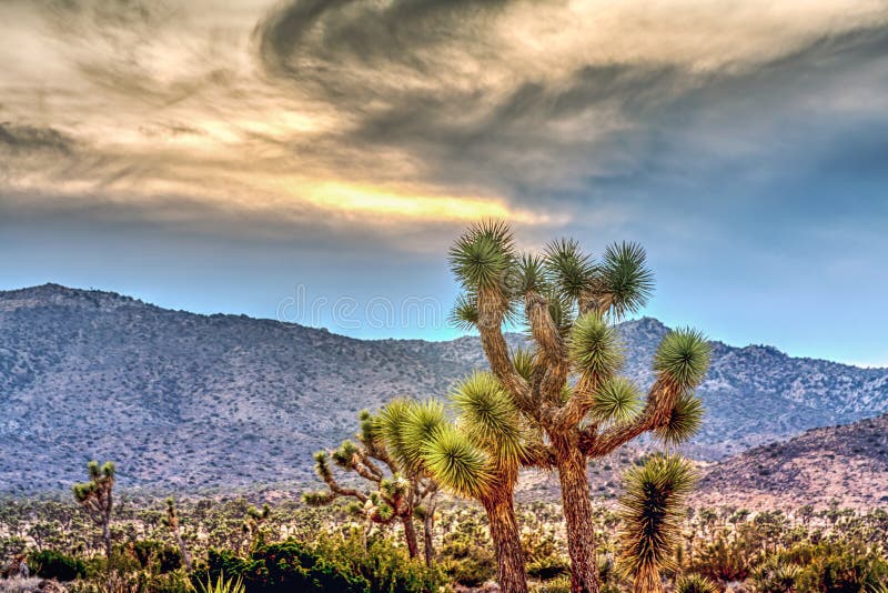 Weather at Joshua Tree National Park Stock Photo Image of colour, sand 109438614
