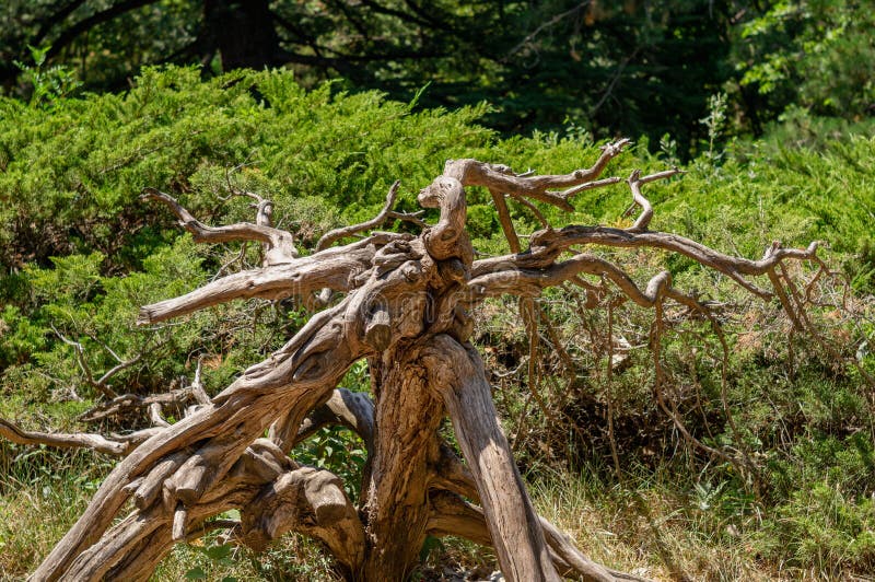 Weathered juniper bush in a nature park stock image