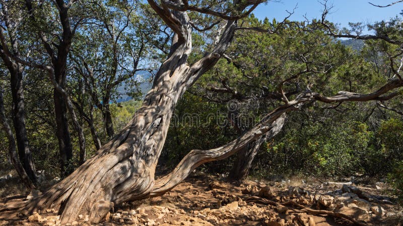 Weathered juniper trunk twisting on rocky coastal forest trail in sunlight royalty free stock photo
