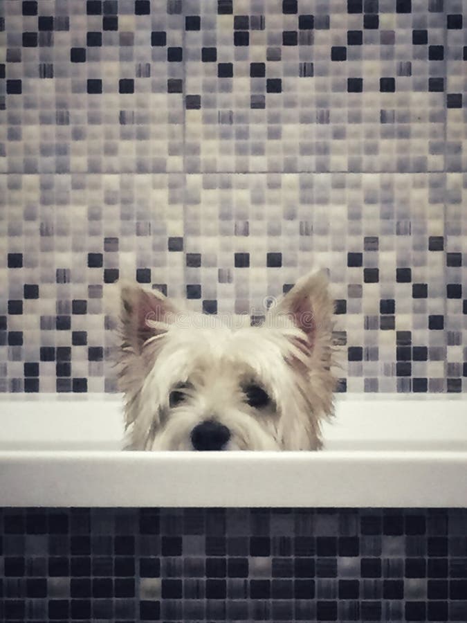 Weatie hund arkivfoton Weatie hund arkivfoton