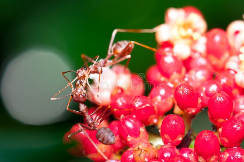 Weaver Ants Colony stock photo. Image of colonization 14008208