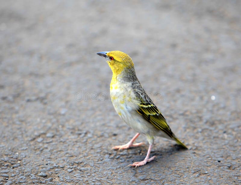 Weaver bird