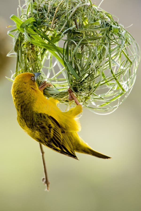 African Weaver Bird Building Its Nest In Namibia Stock Photo - Download  Image Now - Animal Nest, Bird, Weaverbird - iStock