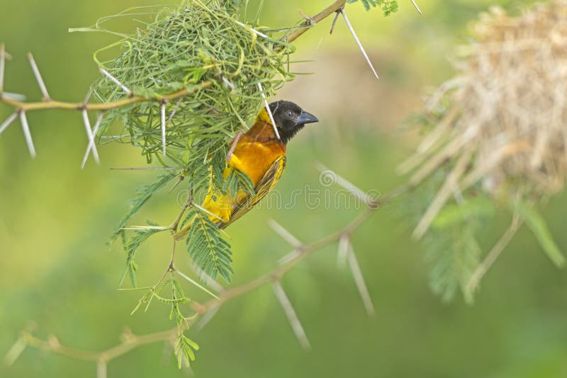 African Weaver Bird Building Its Nest In Namibia Stock Photo - Download  Image Now - Animal Nest, Bird, Weaverbird - iStock