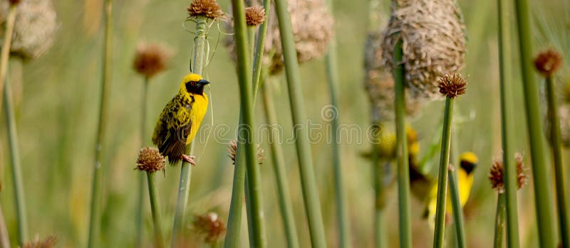 Weavers stock photo. Image of looking, stem, weaver, nature 90138700
